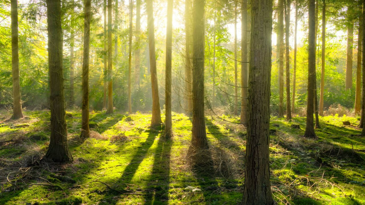 Nachhaltigkeit Wald